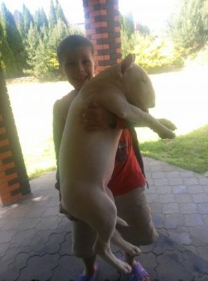 Dog Photo