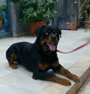 Dog Photo