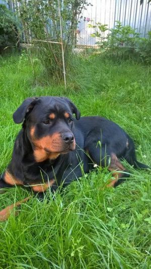 Dog Photo