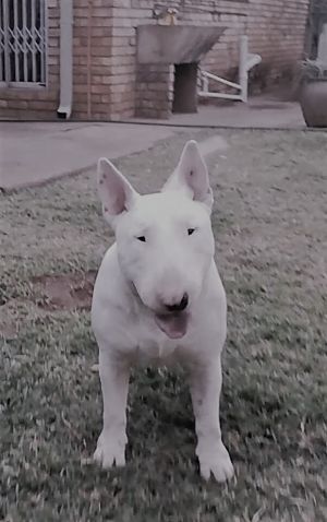 Dog Photo