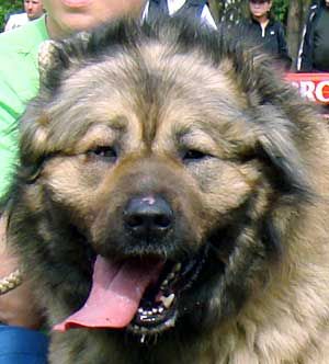 Dog Photo