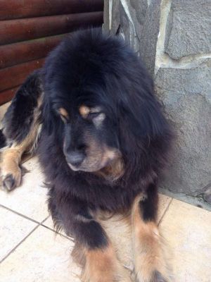 Dog Photo