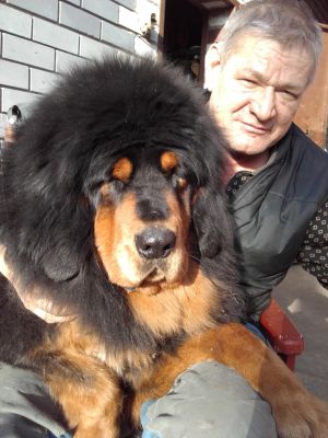 Dog Photo