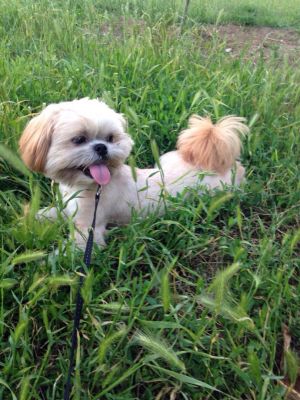 Dog Photo