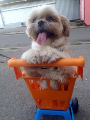 Dog Photo