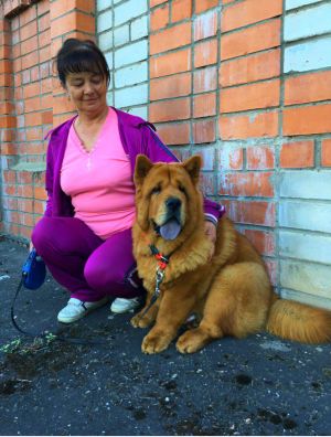 Dog Photo