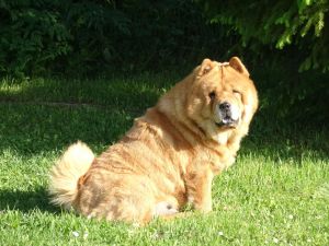 Dog Photo