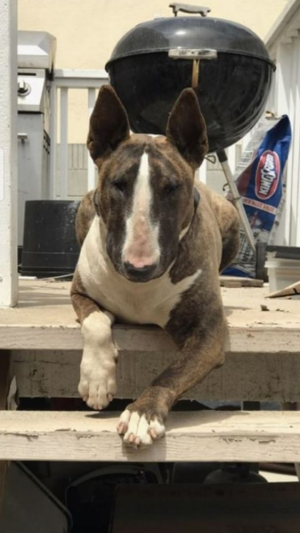 Dog Photo
