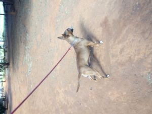 Dog Photo