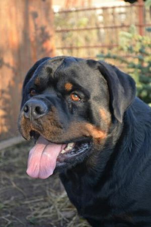 Dog Photo