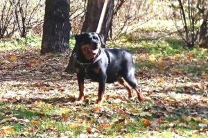 Dog Photo