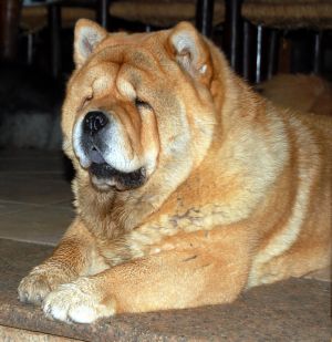 Dog Photo