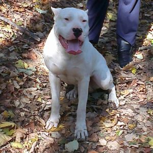 Dog Photo