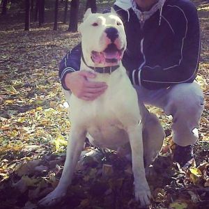 Dog Photo