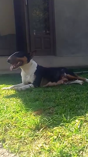 Dog Photo