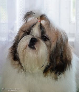 Dog Photo