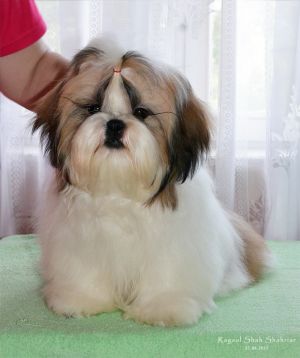 Dog Photo