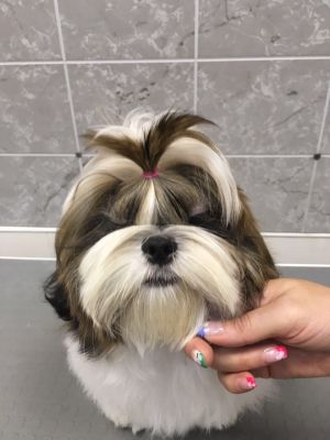 Dog Photo
