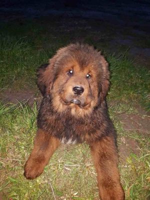 Dog Photo