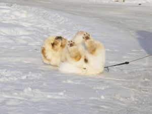 Dog Photo