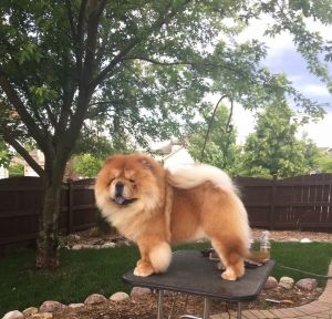 Dog Photo