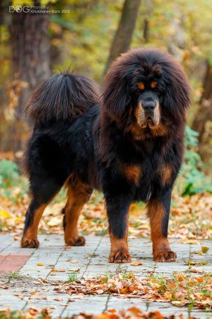 Dog Photo