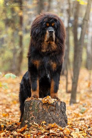 Dog Photo