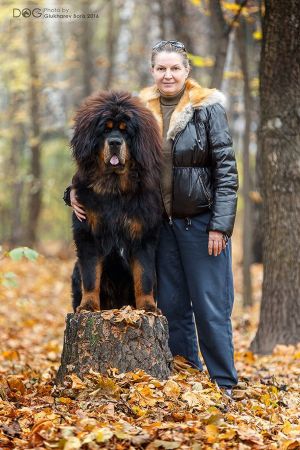 Dog Photo