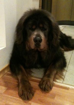 Dog Photo
