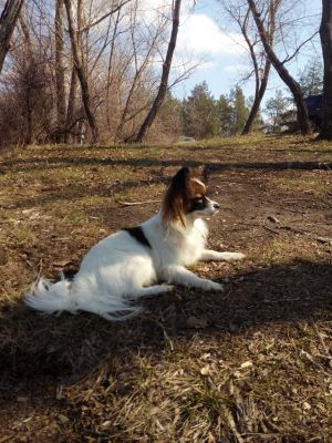 Dog Photo
