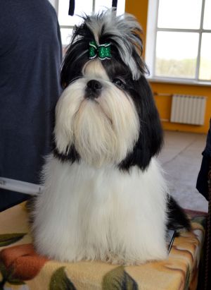 Dog Photo