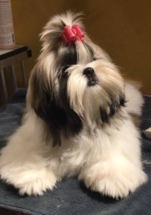 Dog Photo