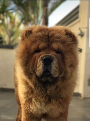 Dog Photo