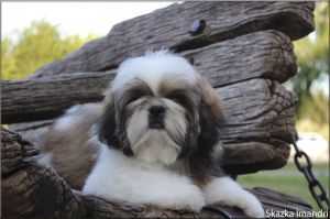 Dog Photo