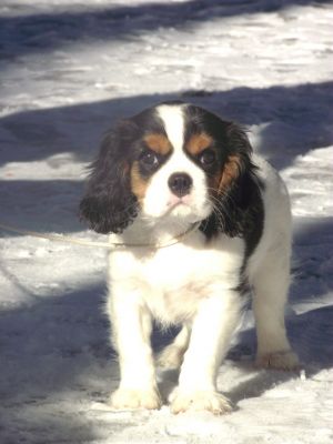 Dog Photo