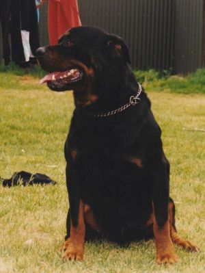 Dog Photo