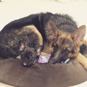 Dog Photo