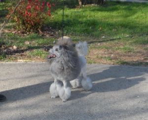 Dog Photo