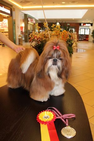 Dog Photo