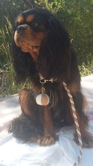 Dog Photo