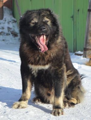 Dog Photo