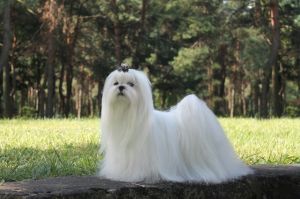 Dog Photo