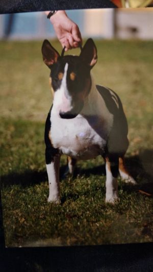 Dog Photo