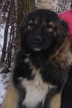 Dog Photo