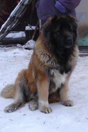 Dog Photo