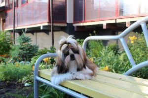 Dog Photo