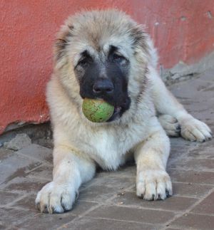 Dog Photo