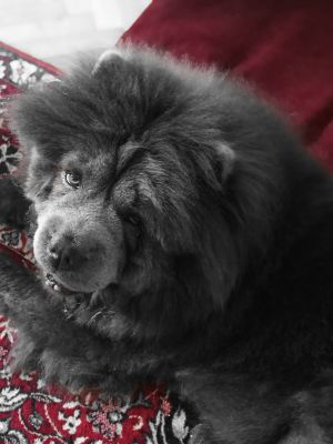 Dog Photo