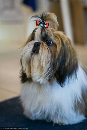 Dog Photo