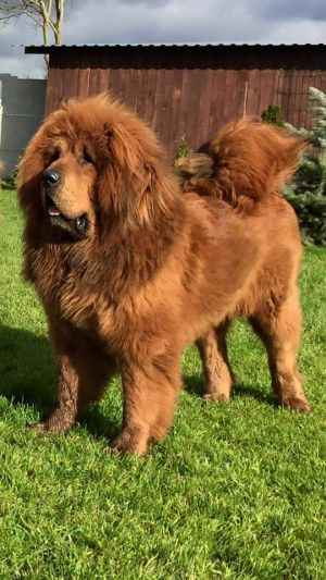 Dog Photo